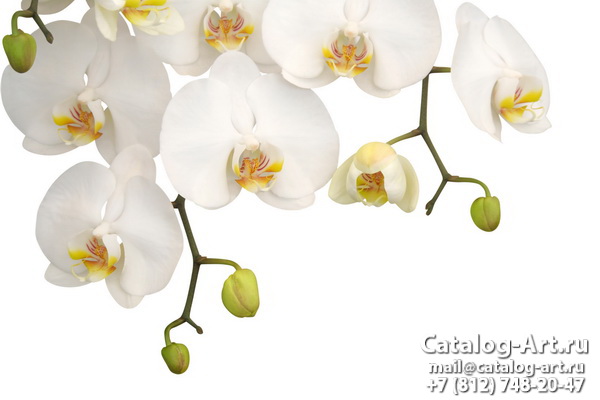 White orchids 28